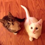 Cute foster kittens